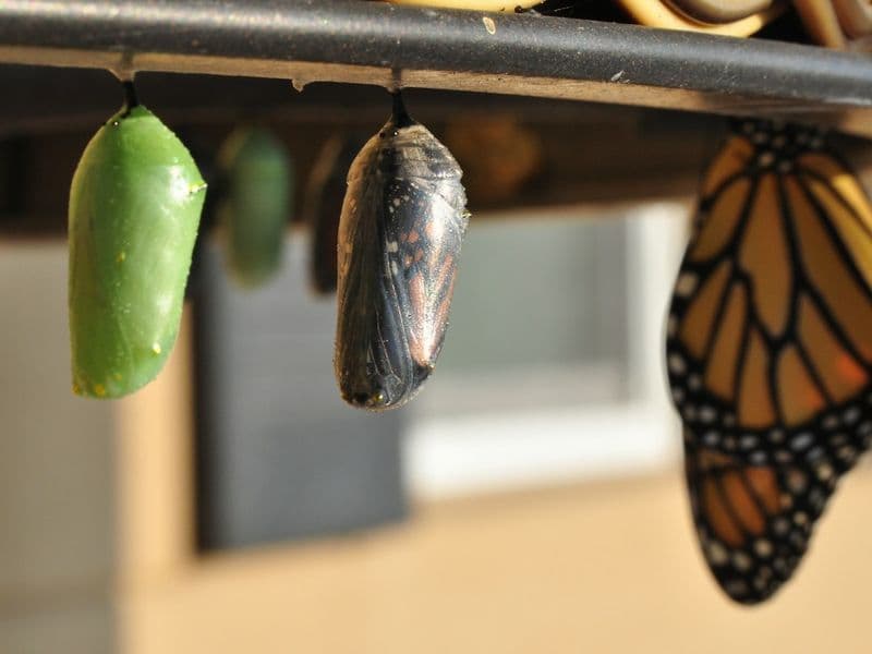 Leading Change in Organisations